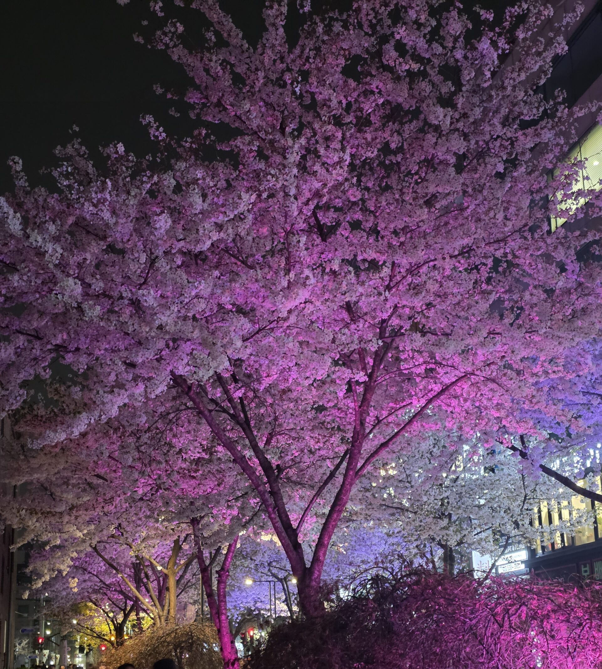 Sungshin Women's University cherry blossom street at night