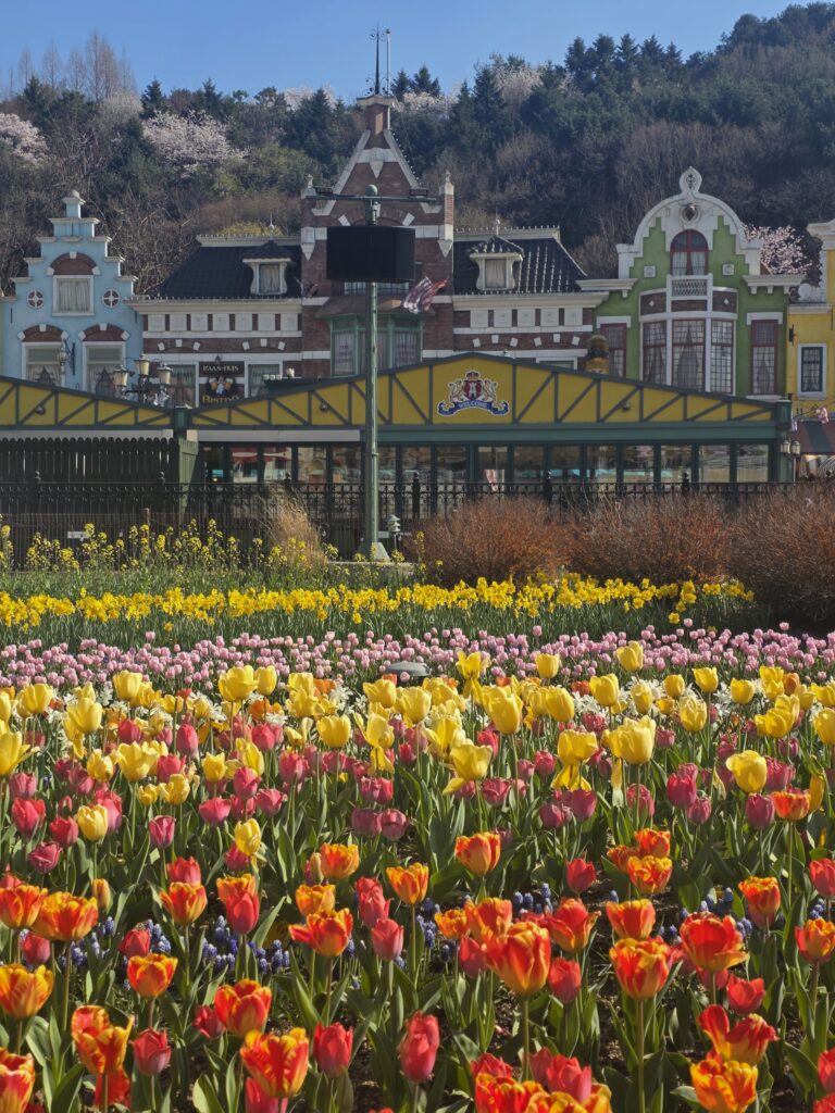 Everland Tulip Festival 2026