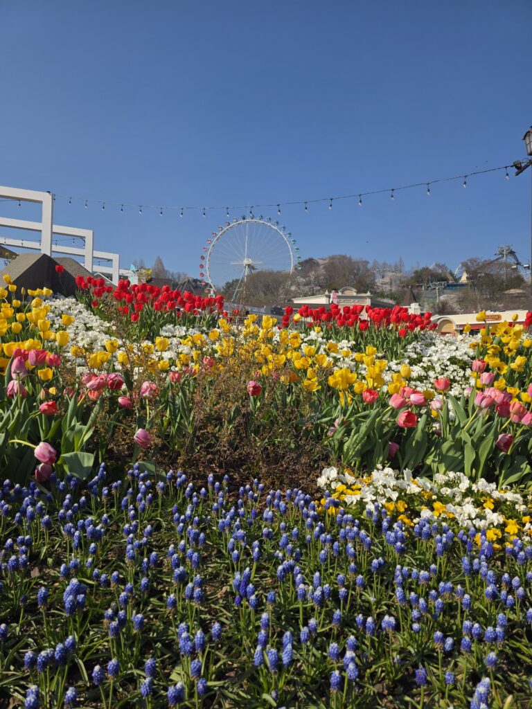 Everland Tulip Festival Tulip Garden